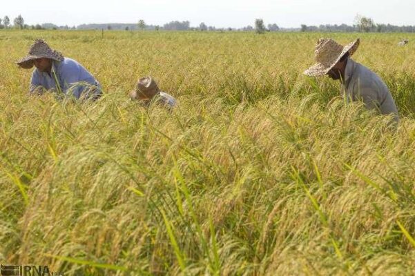 پیش‌بینی کاهش 35 درصدتولید‌ برنج
