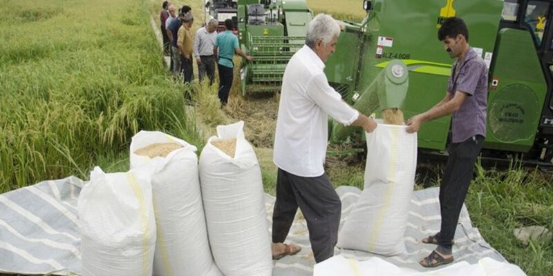 ممنوعیت واردات برنج خارجی
